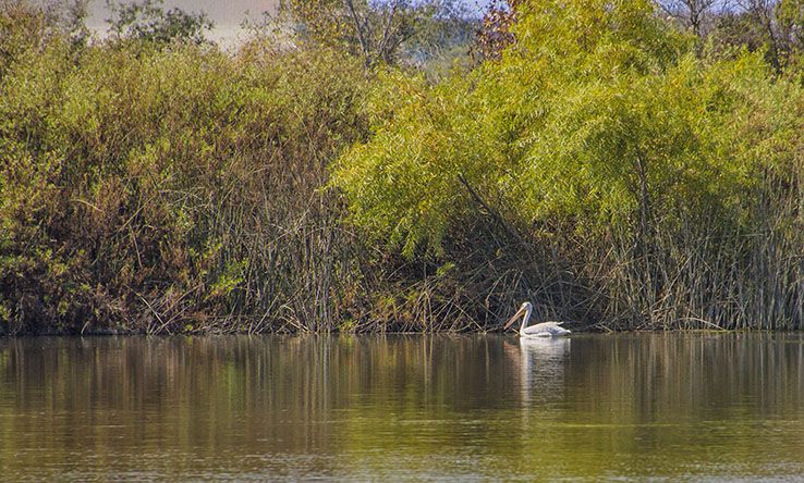 738x444-san_joaquin_marsh_wildlife