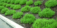 Trailing%20Germander-lawn-alternative