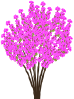 Westernredbud