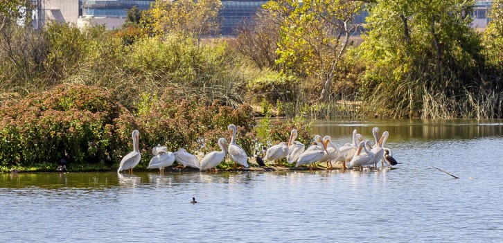 Wetland Of Distinction