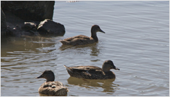 Newport Bay Conservancy