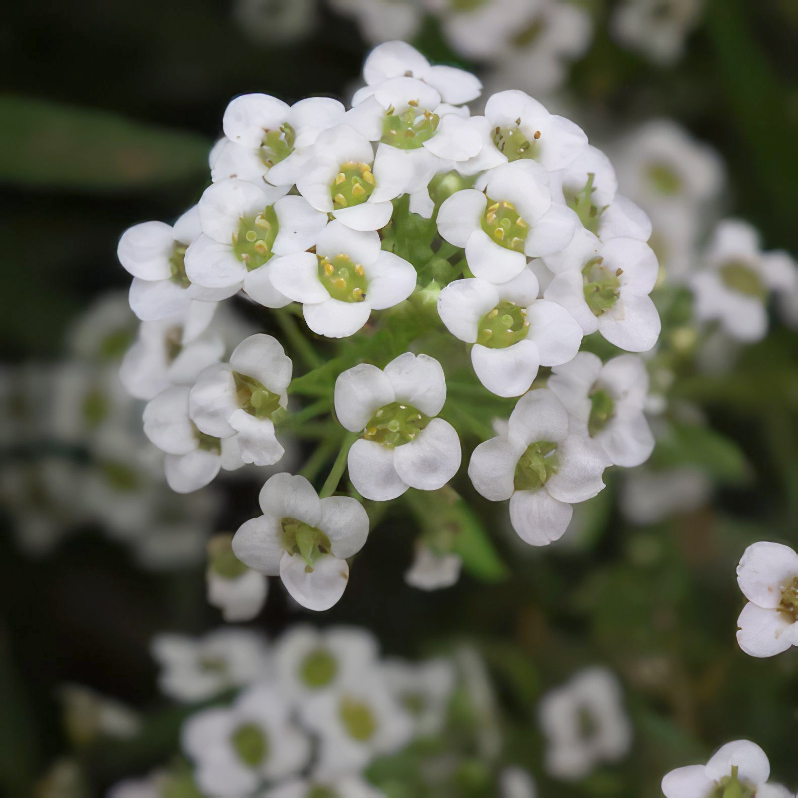 sweet alyssum tall white 2