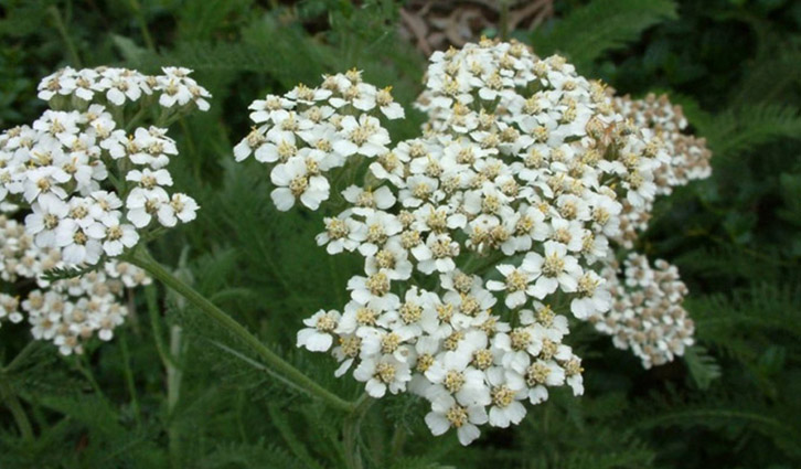 Yarrow1