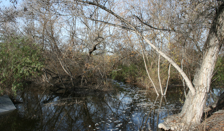 Marsh%20pond