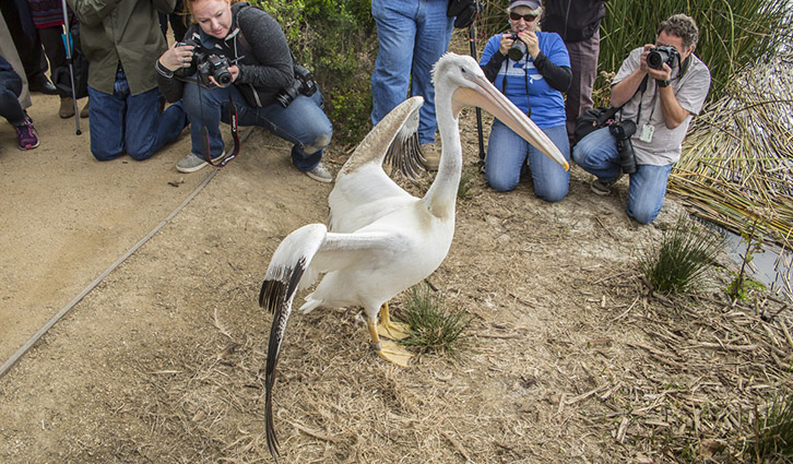 2018 726x425 San Joaquin Marsh Pelican Release