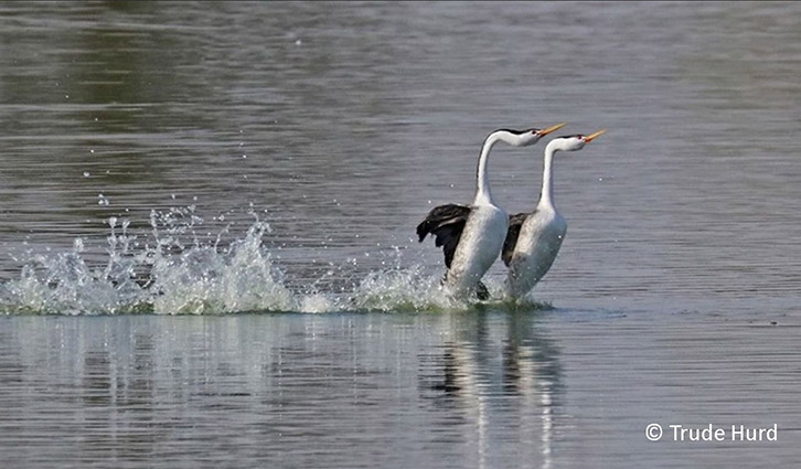 726x425 2021 Western Grebe Hurd