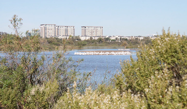 726x425 San Joaquin Marsh Fall Pelicans