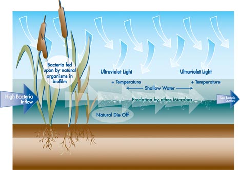 NTS bacterial removal