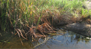 San Joaquin Marsh